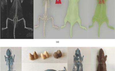 Xstrahl in Action: SARRP used in designing of hyper realistic mouse phantom for dosimetry experiments