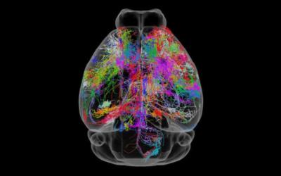 Xstrahl in Action: SARRP used in whole brain versus targeted dentate gyrus irradiation models