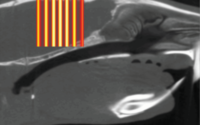 Xstrahl in Action: SARRP Modified for MBRT Experiments with Spatial Dose Fractionation