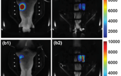 Xstrahl in Action: SARRP Assists in Subcutaneous and Orthotopic Model Investigations