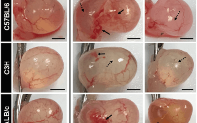 Xstrahl in Action: SARRP Assists in Bladder Fibrosis Radio-Sensitivity Study