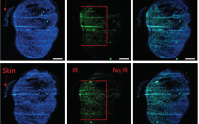 Xstrahl in Action: Integrated Proton and X-Ray Radiobiology Research